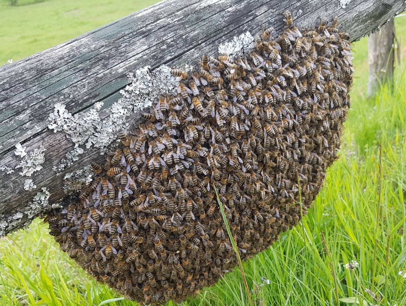 Essain d'abeille.